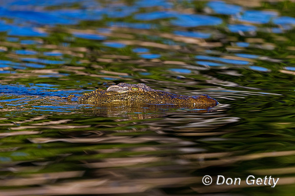 Nile Crocodile