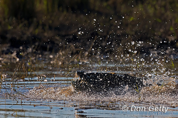 Nile Crocodile