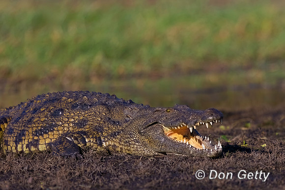 Nile Crocodile