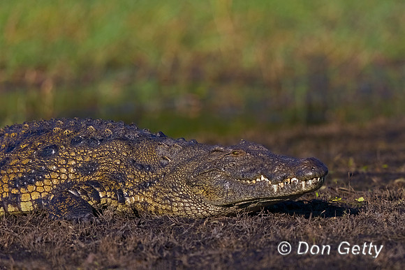 Nile Crocodile