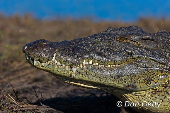 Nile Crocodile