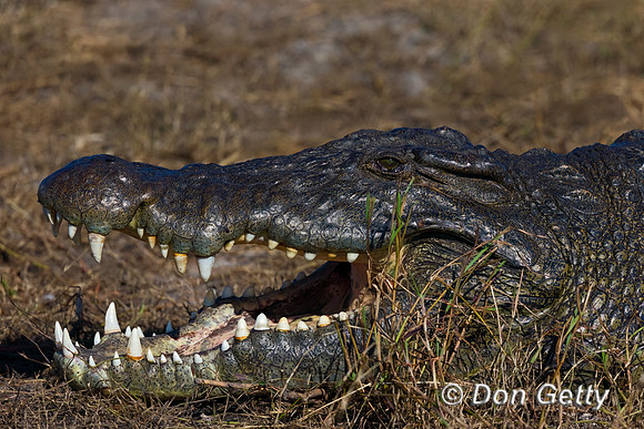 Nile Crocodile