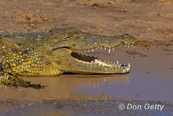 Nile Crocodile