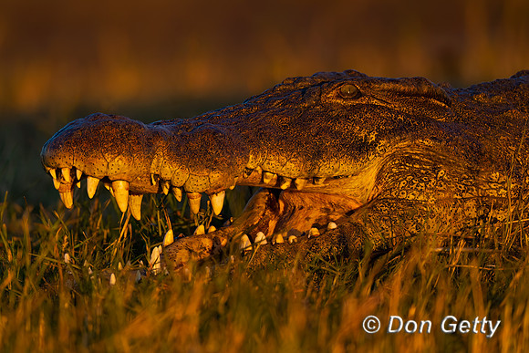 Nile Crocodile