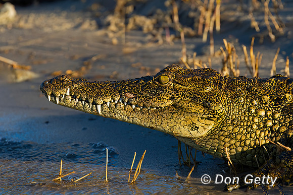 Nile Crocodile