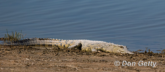 Nile Crocodile