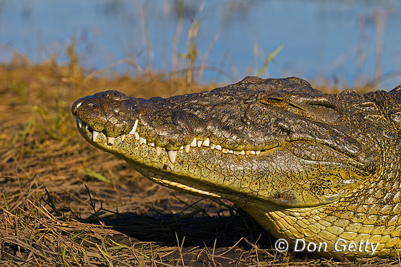 Nile Crocodile