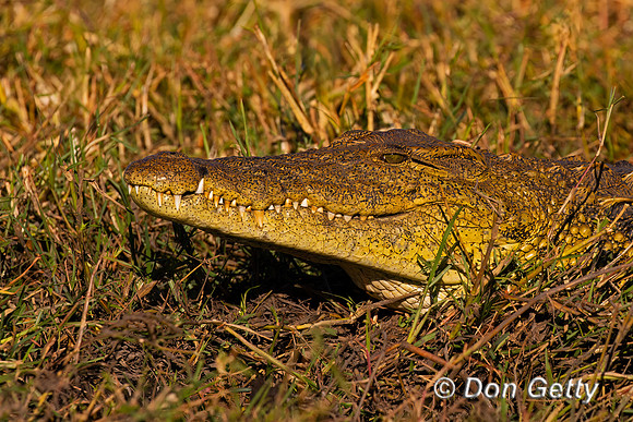 Nile Crocodile