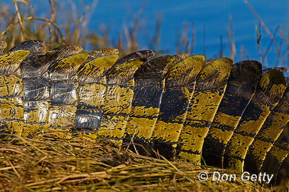 Nile Crocodile