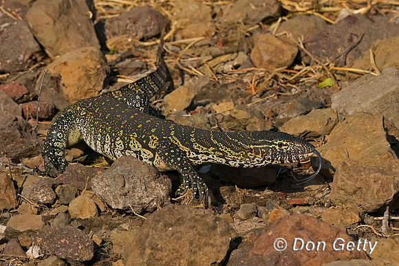 Nile Monitor Lizard