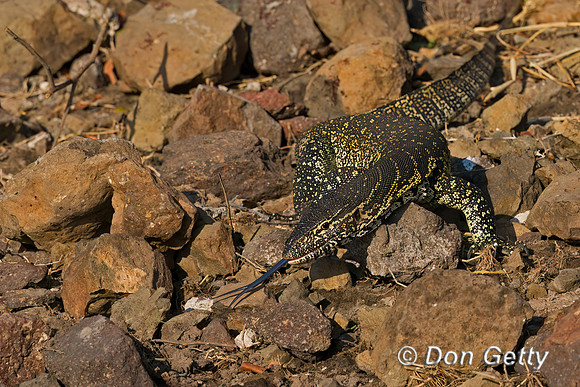 Nile Monitor Lizard