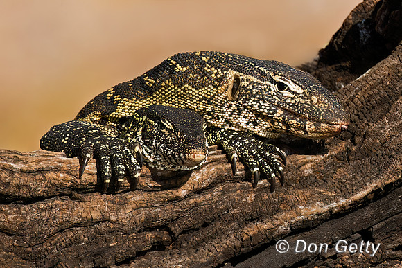 Nile Monitor Lizard