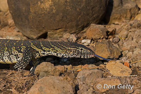 Nile Monitor Lizard