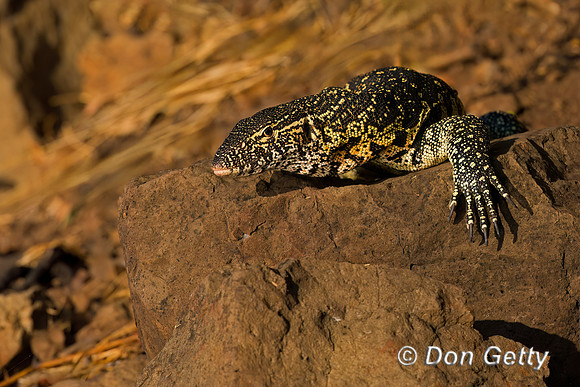 Nile Monitor Lizard