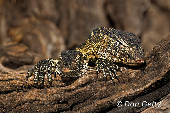 Nile Monitor Lizard