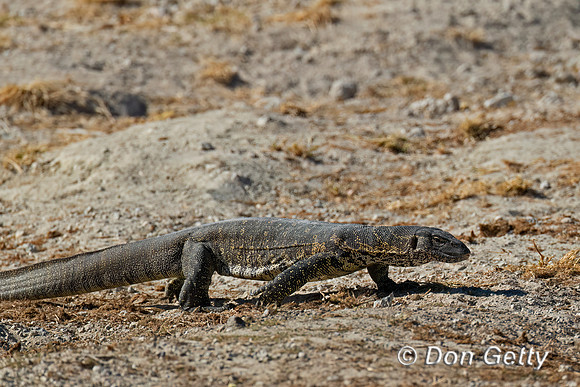 Nile Monitor Lizard