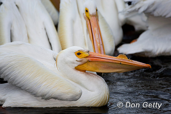 Pelican_Wht_D4B9564