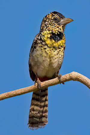 D'Arnaud's Barbet