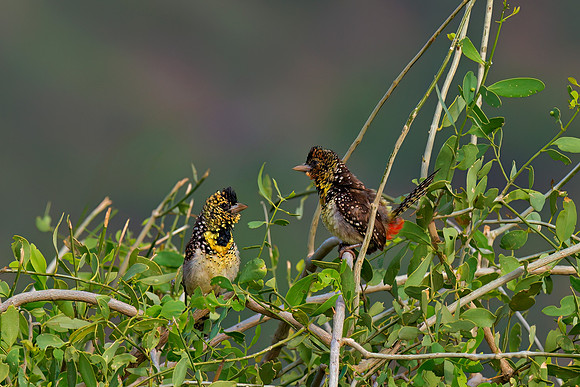D'Arnaud's Barbet
