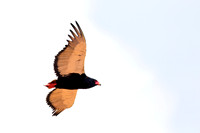 Bateleur