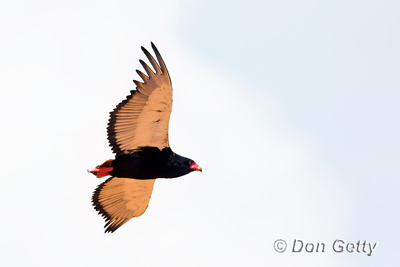 Bateleur
