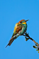 European Bee-eater