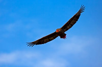 Bateleur