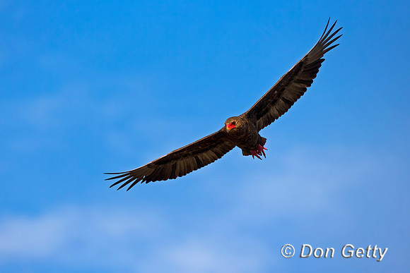 Bateleur