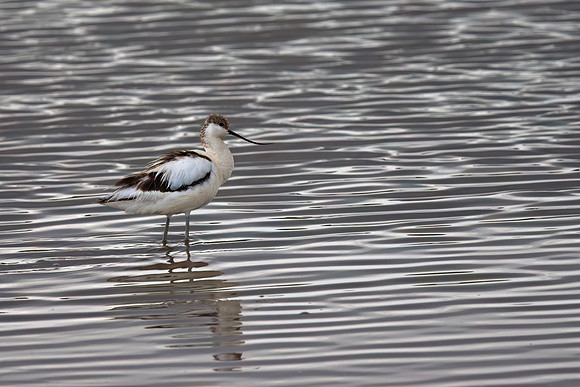 Pied Avocet
