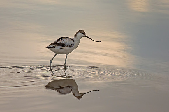Pied Avocet