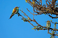 European Bee-eater