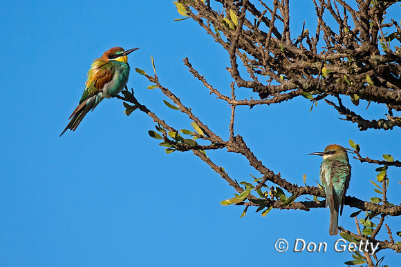 European Bee-eater