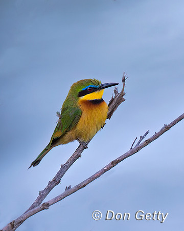 Little Bee-eater