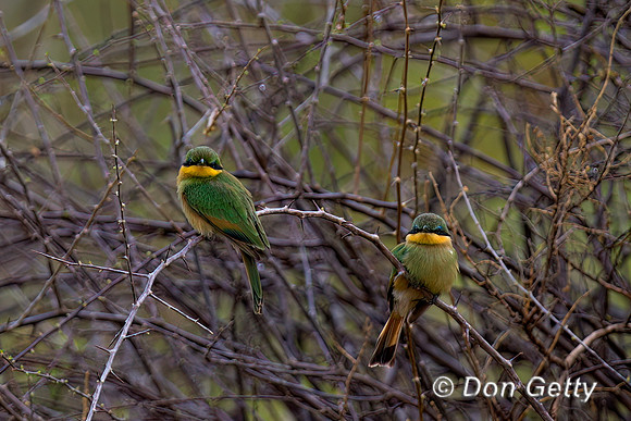 Little Bee-eater
