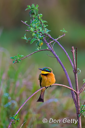 Little Bee-eater