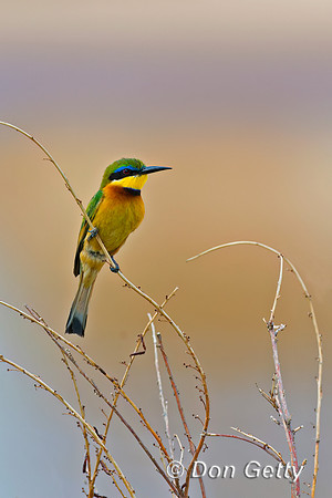 Little Bee-eater