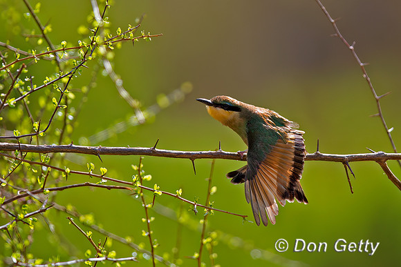 Little Bee-eater