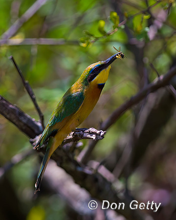 Little Bee-eater