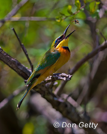 Little Bee-eater