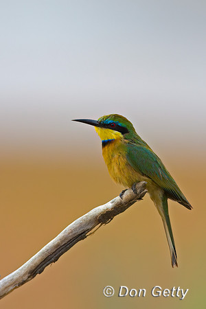 Little Bee-eater