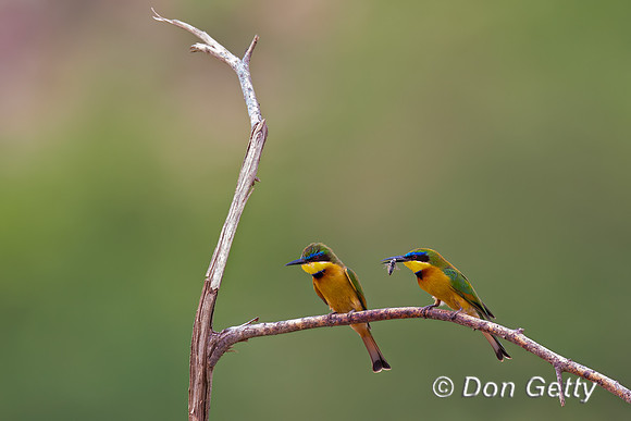 Little Bee-eater