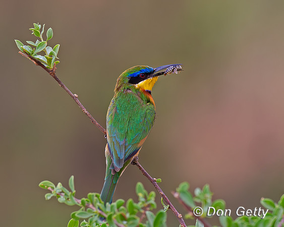 Little Bee-eater