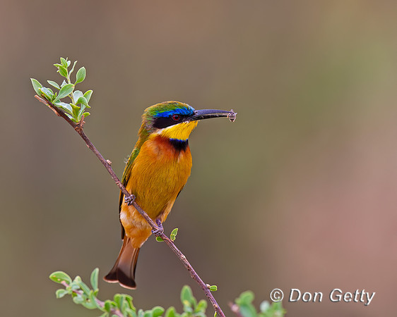 Little Bee-eater