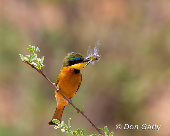 Little Bee-eater