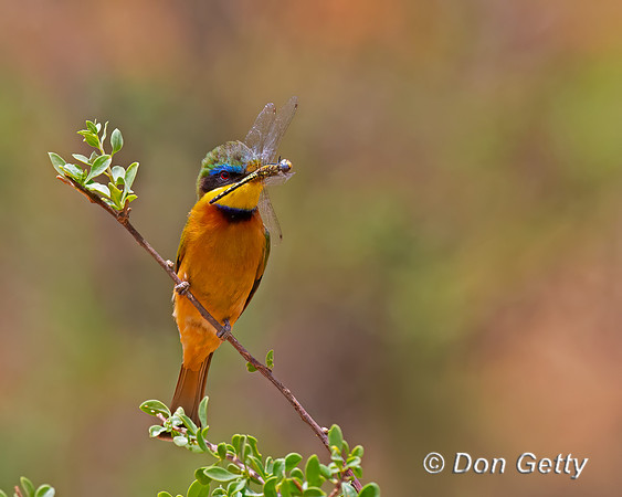 Little Bee-eater