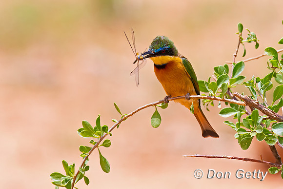 Little Bee-eater