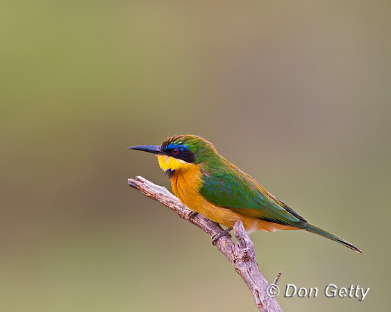 Little Bee-eater