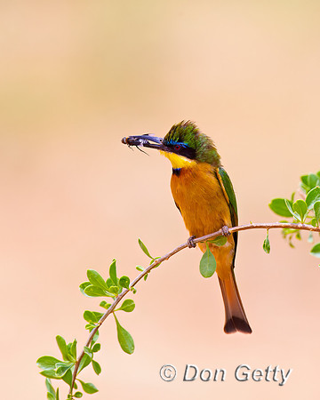 Little Bee-eater