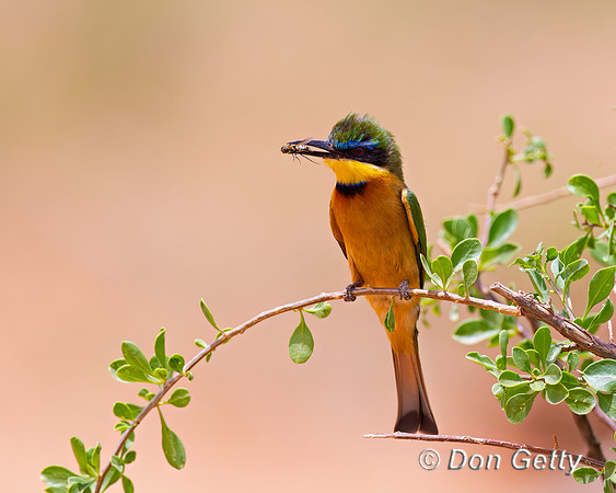 Little Bee-eater