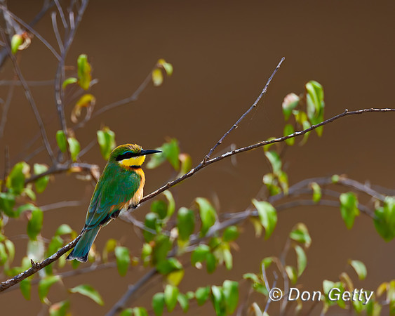 Little Bee-eater